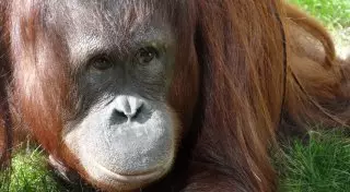 Отчаявшийся орангутан кинулся на ковш экскаватора, спасая свой лес