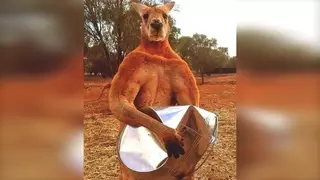 Мускулистый кенгуру, который вызывает страх даже у смотрителей заповедника, стал популярным в Сети