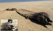 Ученые опознали загадочного монстра, выброшенного на пляж в Намибии
