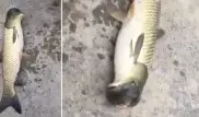 В Китае выловили рыбу-мутанта с "головой голубя"