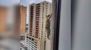 Американцы по всей стране переживают за судьбу енота, забравшегося на 23 этаж небоскреба