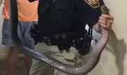 Помощница шерифа голыми руками вытащила змею из туалета