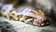 В Индии питон едва не задушил лесничего, делавшего с ним селфи