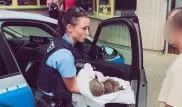 В Германии полицейские спасли двух пьяных ежей