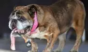 Названа самая уродливая собака в мире