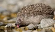 В Шотландии нашли самого толстого ежа и решили посадить его на диету