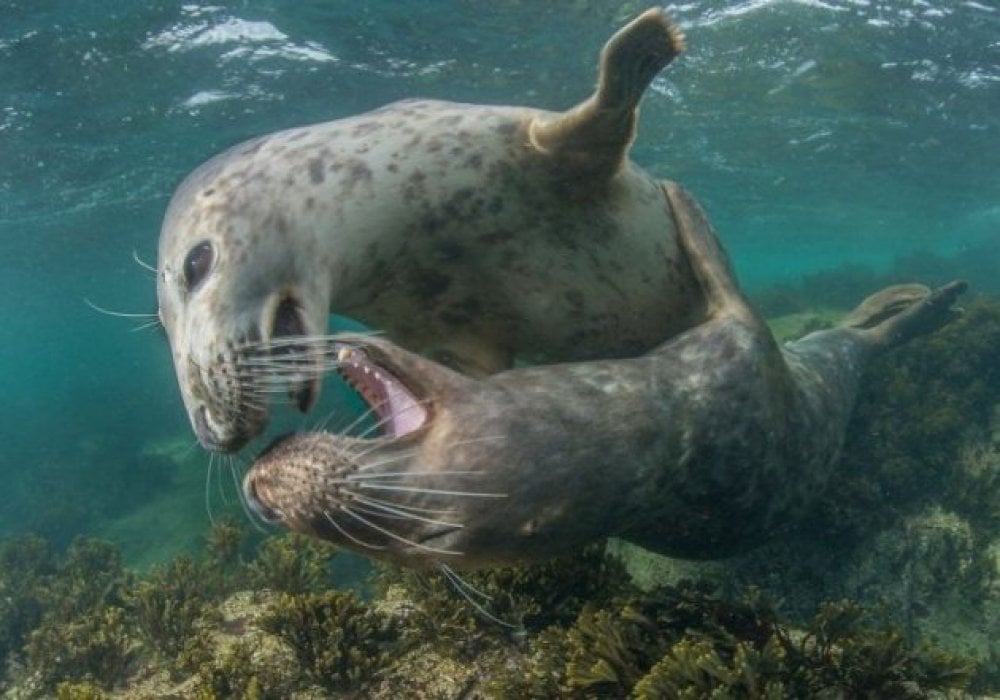 Лучшие фотографии подводного мира с международного конкурса: 2018-07-04 20:18:52 - прочитайте