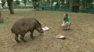 Кадр видео телеканала "Алматы".