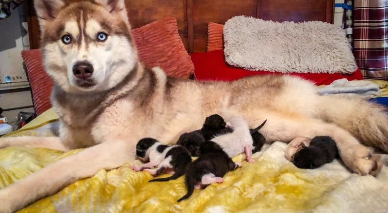 © bannerthesuperdog / Instagram