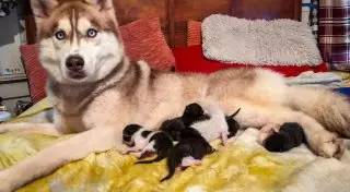 Собака нашла брошенных котят и заменила им мать