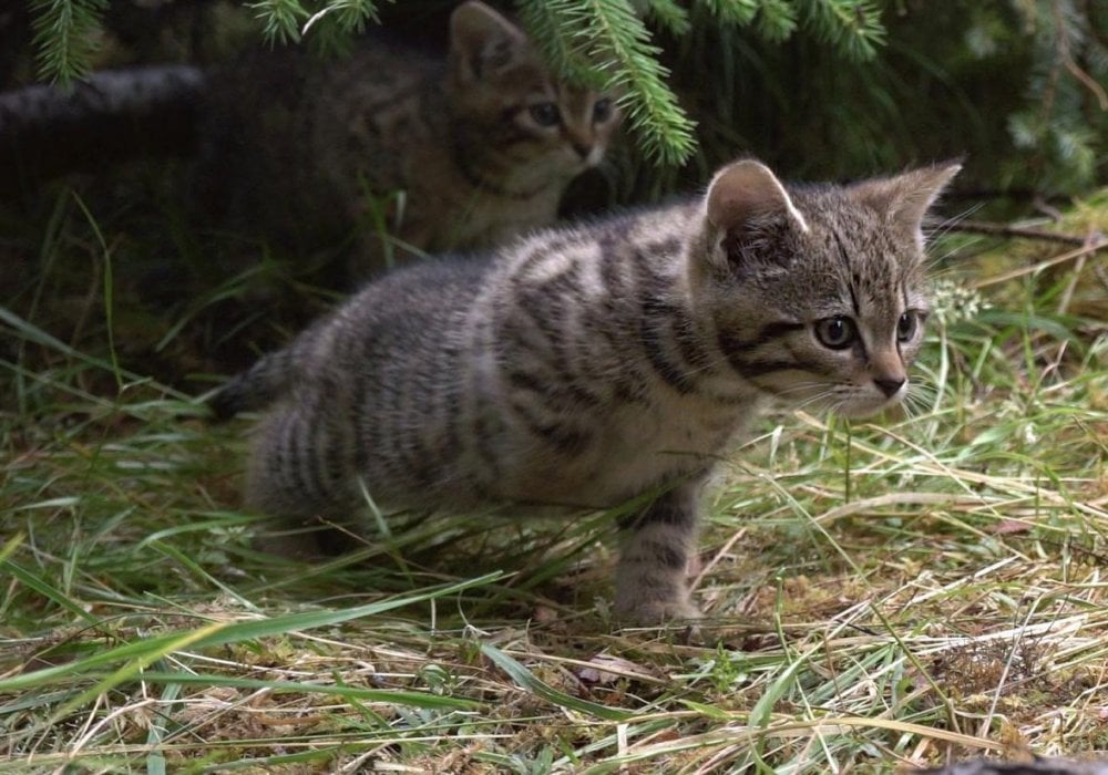 Редчайших в мире лесных котят нашли в горах Шотландии: 2018-07-19 00:30:52 - прочитайте