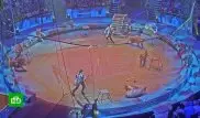 На представлении цирка Запашных тигр вцепился в горло льву