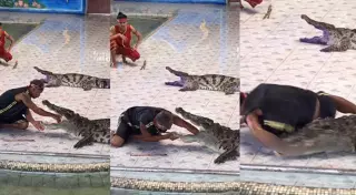 Крокодил едва не откусил руку дрессировщика. Нападение сняли на видео