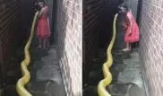 Играющая с гигантским питоном девочка напугала Сеть
