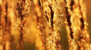 Сильный ветер и жара. Какой будет погода 8 августа