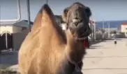 "Поющего" верблюда сняли на видео в Мангистау