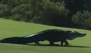 "Чудовищный" аллигатор с американской военной базы попал на видео