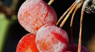 Заморозки и сильный ветер ожидаются в нескольких областях