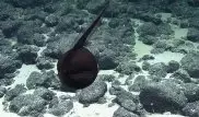 Редкого глубоководного монстра удалось снять на видео