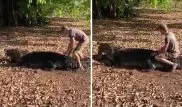 Экстремальное видео: турист оседлал пятиметрового крокодила и выжил