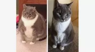 Толстый кот превратился в атлета и покорил Сеть