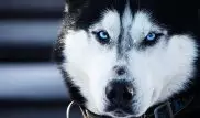 Почему у хаски "ледяные" голубые глаза, выяснили ученые