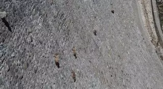 Бесстрашные козы удивили прогулкой по отвесной стене плотины