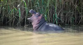 Бесстрашный бегемотик отбил свою территорию у буйволов