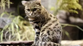 Биологи назвали самую смертоносную кошку в мире