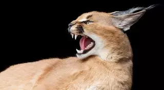 Степная рысь, муфлоны и волк с добычей. Редких животных Мангистау засняли на видео