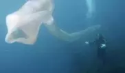 Дайверы сняли на видео загадочного монстра в Новой Зеландии