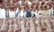 Куриное мясо почти вдвое подорожало в Казахстане