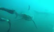 Нападение акулы на подводного охотника сняли на видео