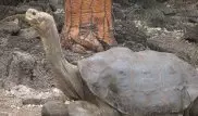 Расшифрован геном последней гигантской черепахи Галапагоса