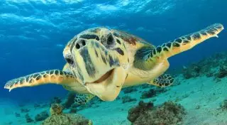 Где можно отдохнуть после празднования Нового года