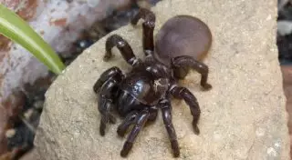 Мужчину заподозрили в убийстве из-за криков пауку "почему ты не умираешь"