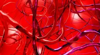 Ученые впервые вырастили кровеносные сосуды человека в лаборатории