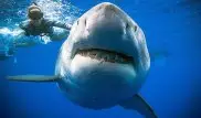 Самая большая в мире белая акула попала на видео