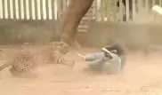 Нападение леопарда на людей в Индии попало на видео