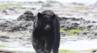 Медведь помог выжить трехлетнему ребенку в лесу в мороз