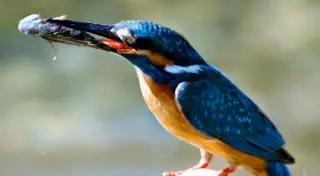 Страна птиц: почему стоит посетить заповедник Аксу-Жабаглы