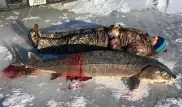 Американец поймал 130-летнего осетра-гиганта