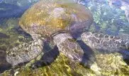 Черепахи отжимаются под водой, чтобы выжить