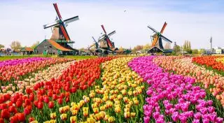 Голландия: тюльпановый рай Европы
