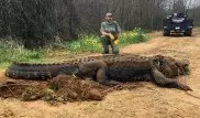 Аллигатор аномальных размеров обнаружен в США