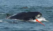 Попытка кита проглотить дайвера попала на видео