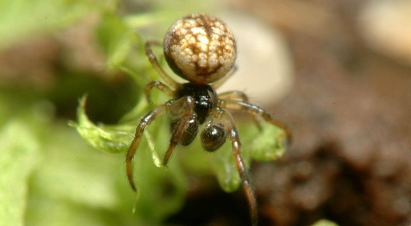 Фото arachnology.cz