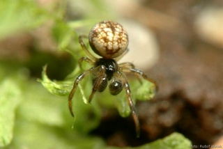 Фото arachnology.cz