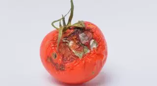 Чем опасна плесень на продуктах питания