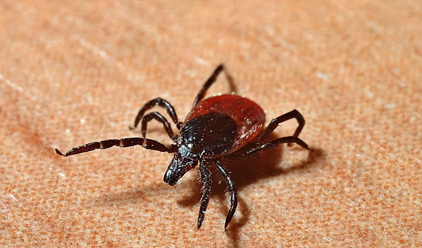 Кене шаққанда не істеуге болмайды - Дәрігер басты қатерді айтты